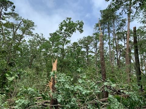 Tornado Damage in Marmora
